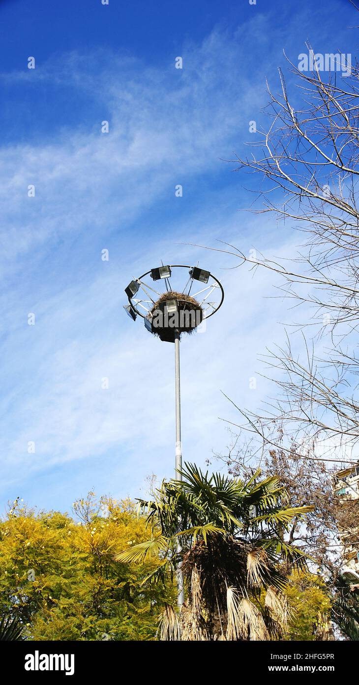 Storch nisten in einem Lichtturm des Parks Sant Martí de Provençals in Barcelona, Katalonien, Spanien, Europa Stockfoto