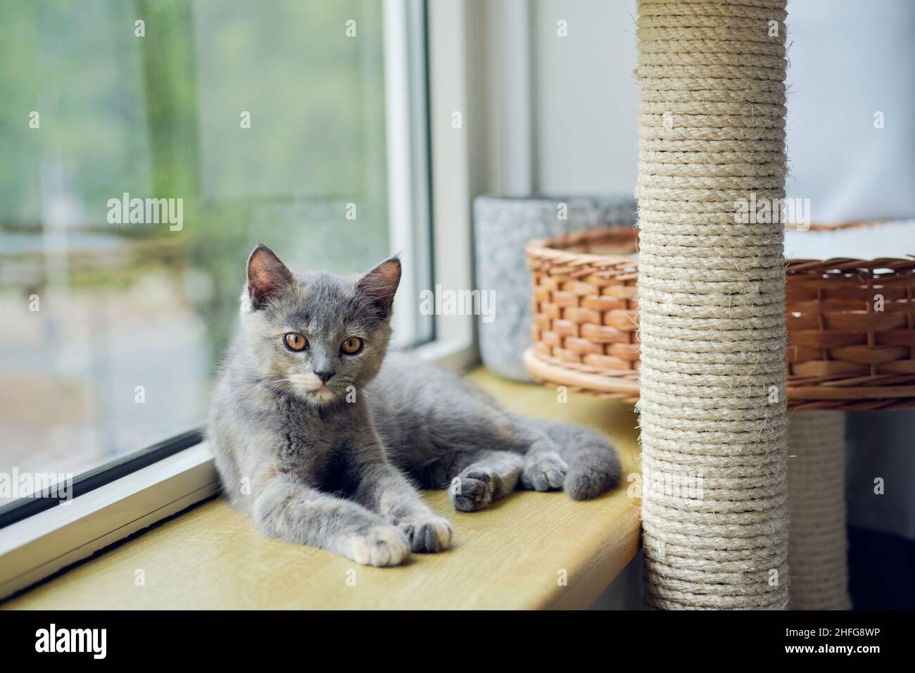 Porträt einer schönen, gelbäugigen grauen Katze, die auf der sonnigen Fensterbank liegt und die Kamera anschaut Stockfoto
