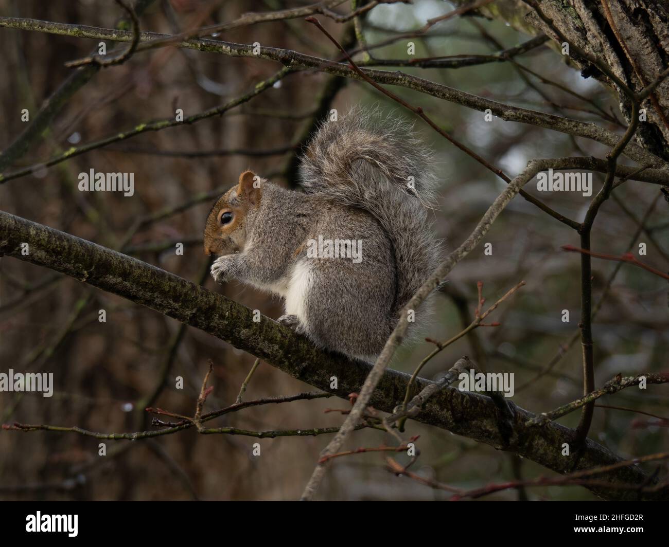 Graues Eichhörnchen, das Nüsse im Wald frisst. Sciurus carolinensis. Stockfoto