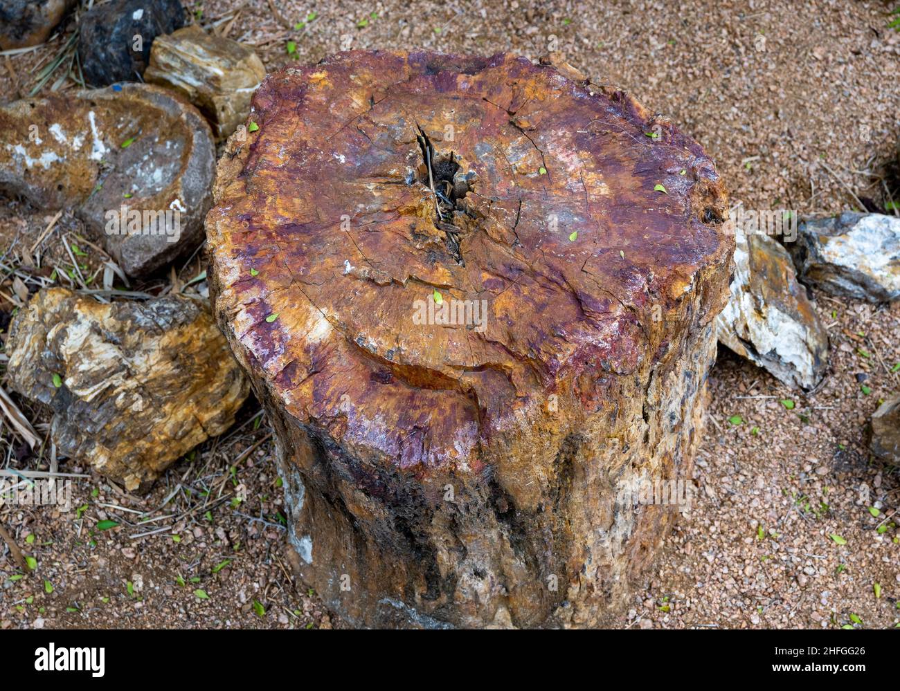 Ein großes Stück versteinertes Holz in der Ausstellung. McAllen, Texas, USA. Stockfoto