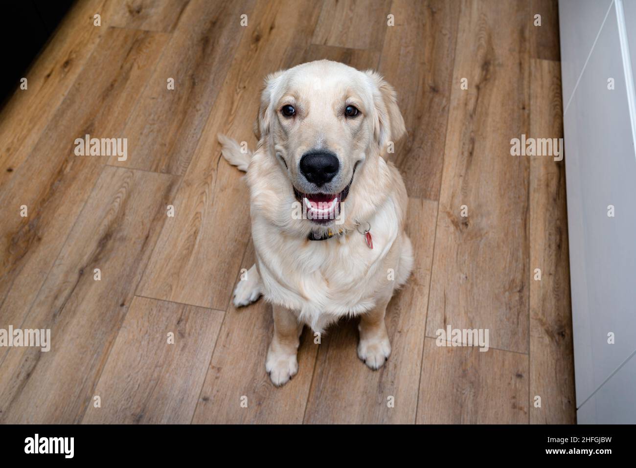 Ein junger Goldener Retriever sitzt mit geöffneter Schnauze und bittet auf modernen Vinylplatten um Nahrung. Stockfoto