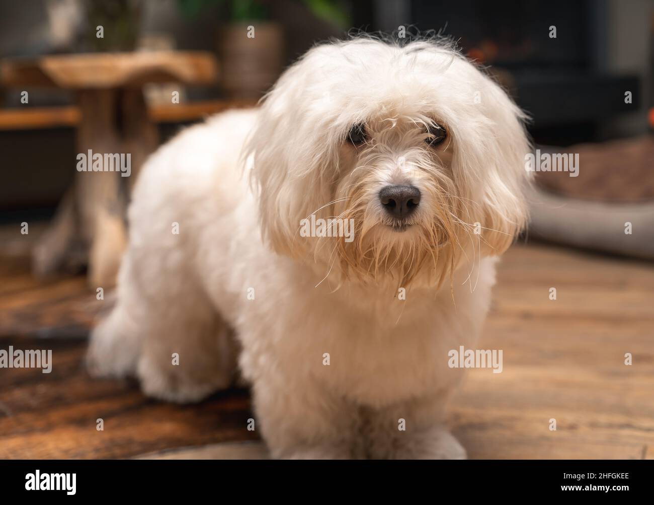 Havanesischer Hund. Bichon-Typ Hund, ist der nationale Hund von Kuba Stockfoto