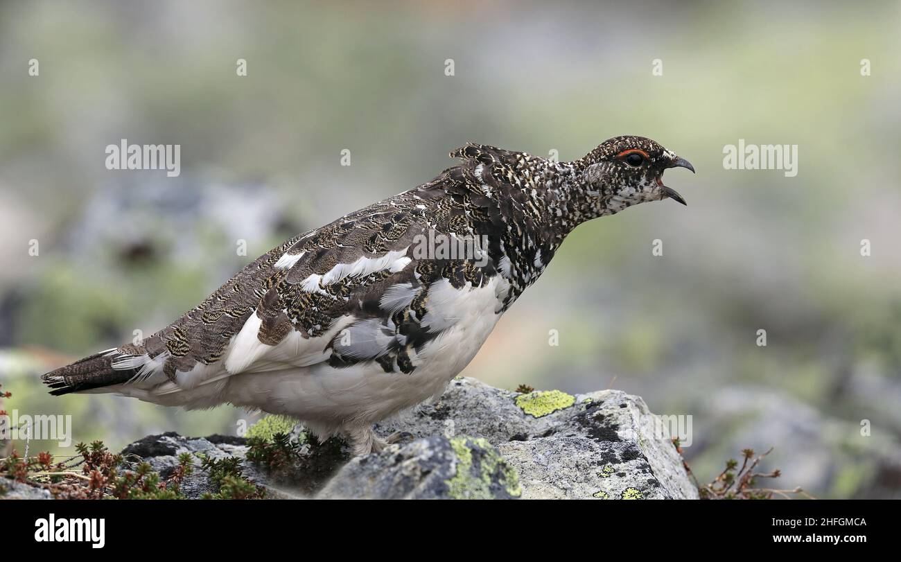 Felsenschneehuhn, Lagopus muta, auf der Tundra Stockfoto