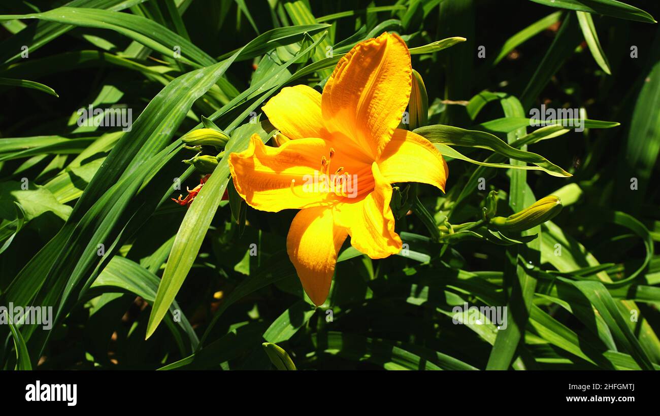 Blume auf grüner Vegetation in einem Garten in Barcelona, Katalonien, Spanien, Europa Stockfoto