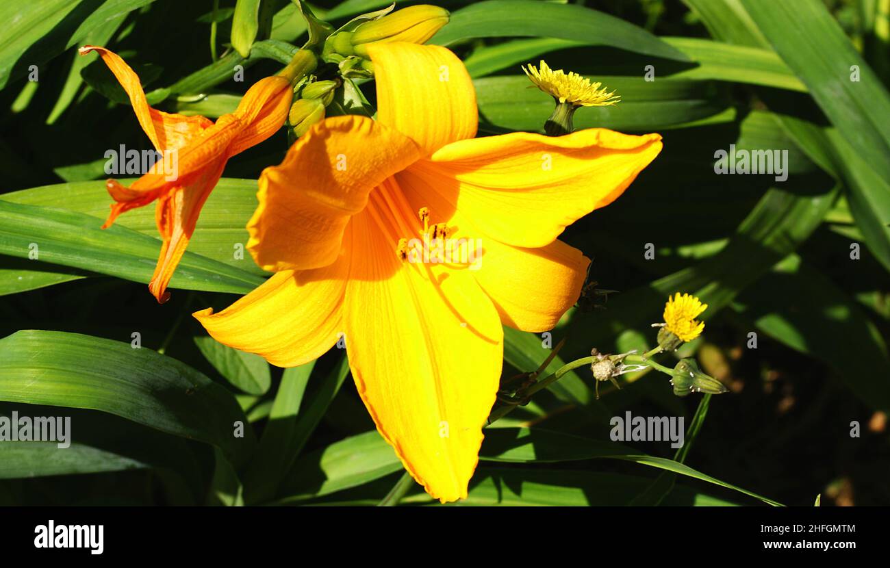 Blume auf grüner Vegetation in einem Garten in Barcelona, Katalonien, Spanien, Europa Stockfoto