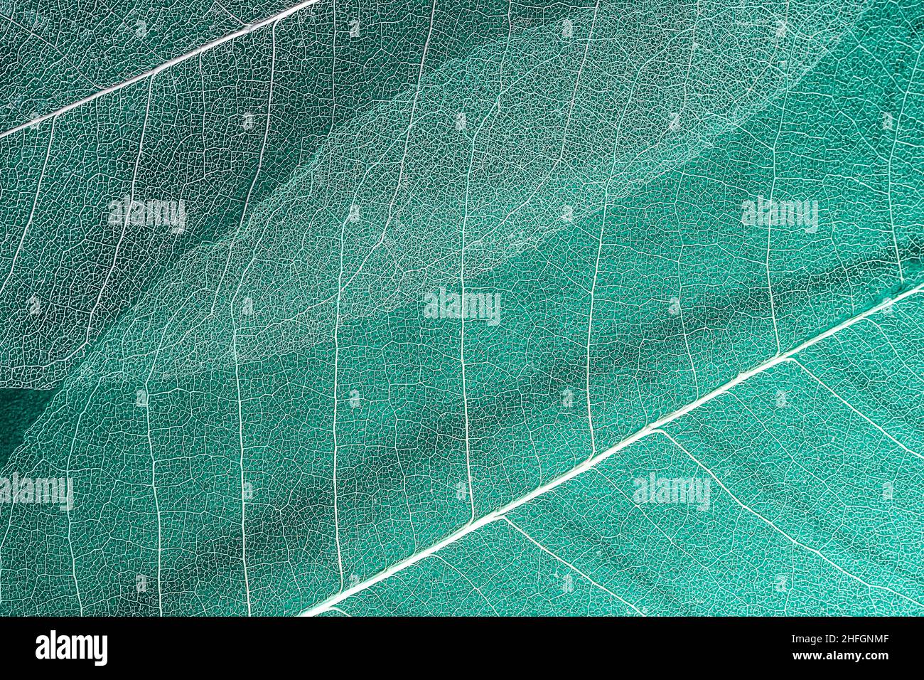 Skelett Blatt Textur. Abstrakte bunte Komposition als Hintergrund. Makrofotografie Stockfoto