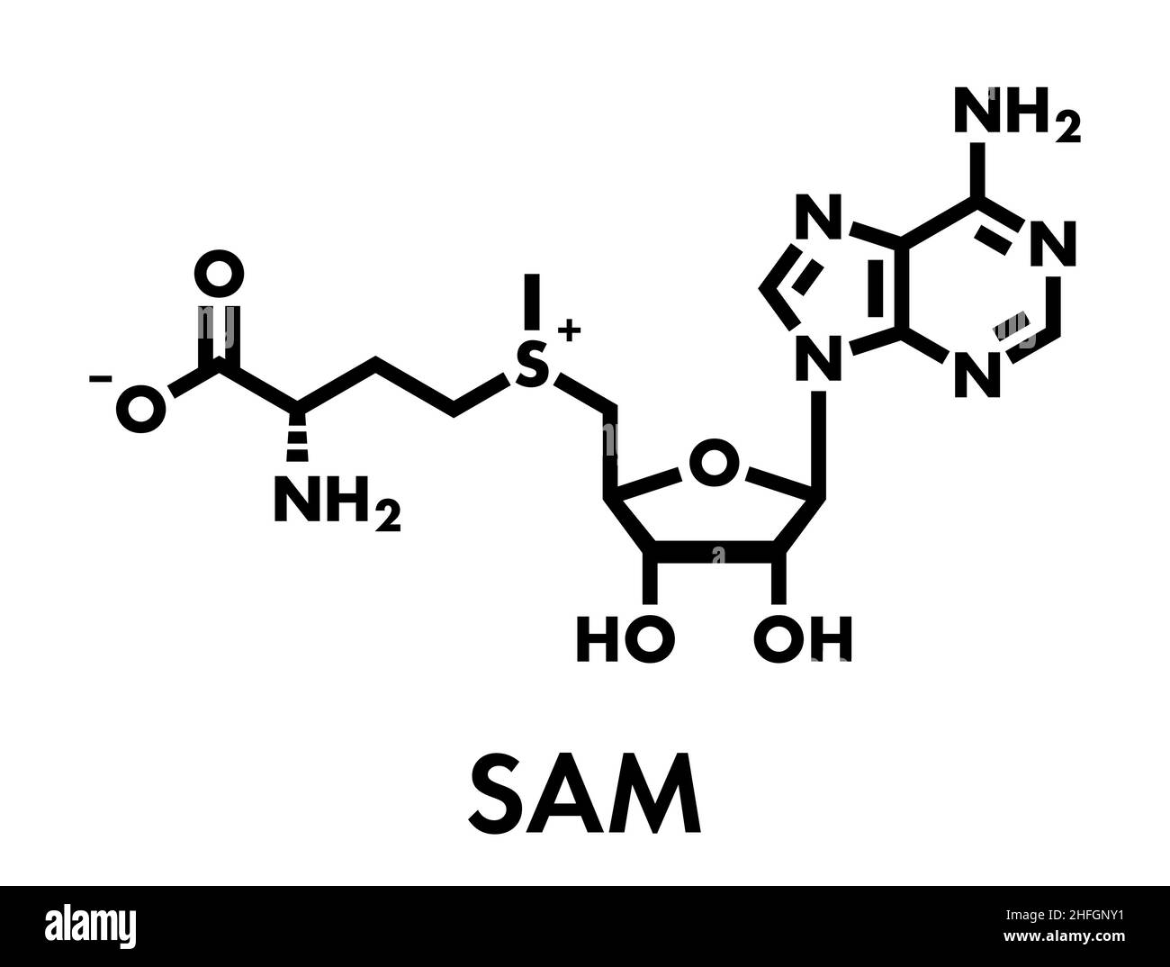 S-Adenosylmethionin (SAM) Molekül. In mehreren Stoffwechselwege wesentlich. Häufig in Nahrungsergänzungsmitteln gefunden. Skelettmuskulatur Formel. Stock Vektor