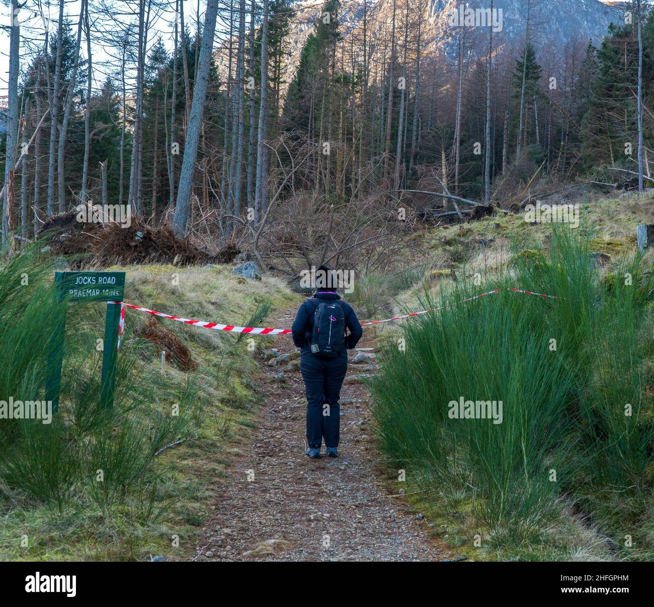 Glen Doll, Glen Clova, Angus, Schottland, Großbritannien, 16th vom 2022. Januar: Im Bild: Die Nachwirkungen des Sturms Arwen und Barra, der das Vereinigte Königreich durchzog. Monate nach diesen Stürmen, die Glen Doll Gegend und seine berühmten Wanderwege, die zu Corrie Fee, Jocks Road, Und Munro’s Mayar & Driesh bleiben geschlossen, da die Bäume extrem entwurzelt sind, die über die Wege gefallen sind, die Wege für die Öffentlichkeit blockieren und zusätzliche Gefahren für sie schaffen. Mitglieder der Öffentlichkeit wurden gesehen, wie sie versuchten, durch diese Hindernisse und Gefahren zu navigieren. Kredit:Barry Nixon/Alamy Live Nachrichten Stockfoto