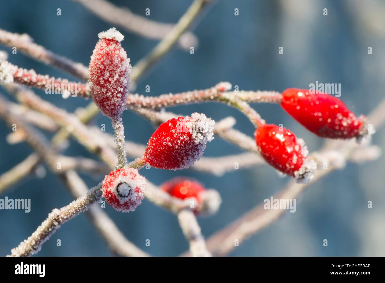 Mehrere rote, wilde Hagebutten mit Staubbildung von weißem Frost, Sussex, Großbritannien, Januar Stockfoto