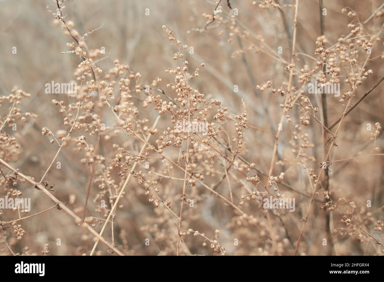 Kleine weiße Blüten auf trockenen Zweigen von wilden Pflanzenbüschen mit verschwommenem Hintergrund. Trauben von kleinen weißen Samen auf dünnen Zweigen. Getrocknete Büsche im Winter. se Stockfoto