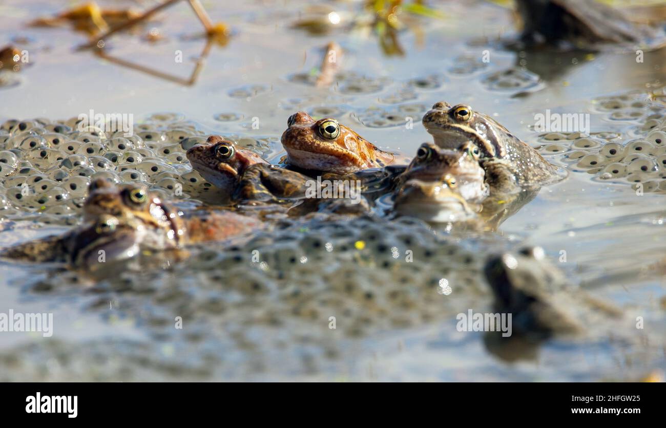 Europäischer Brauner Frosch in lateinischer Rana temporaria mit Eiern Stockfoto