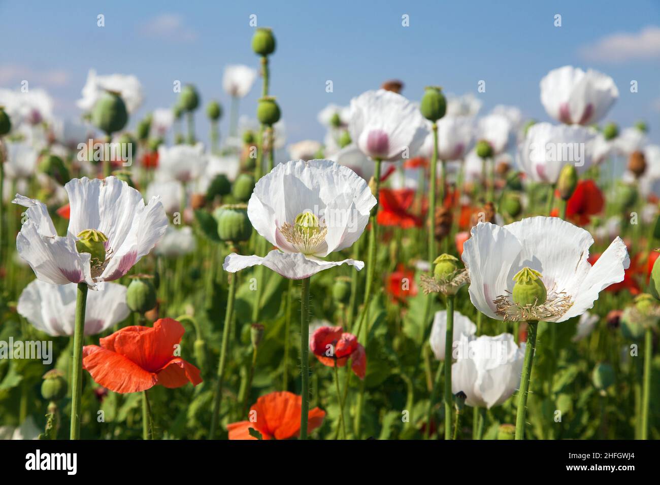 Blühendes Opiummohn-Feld in Latein papaver somniferum, Mohn-Feld mit ...
