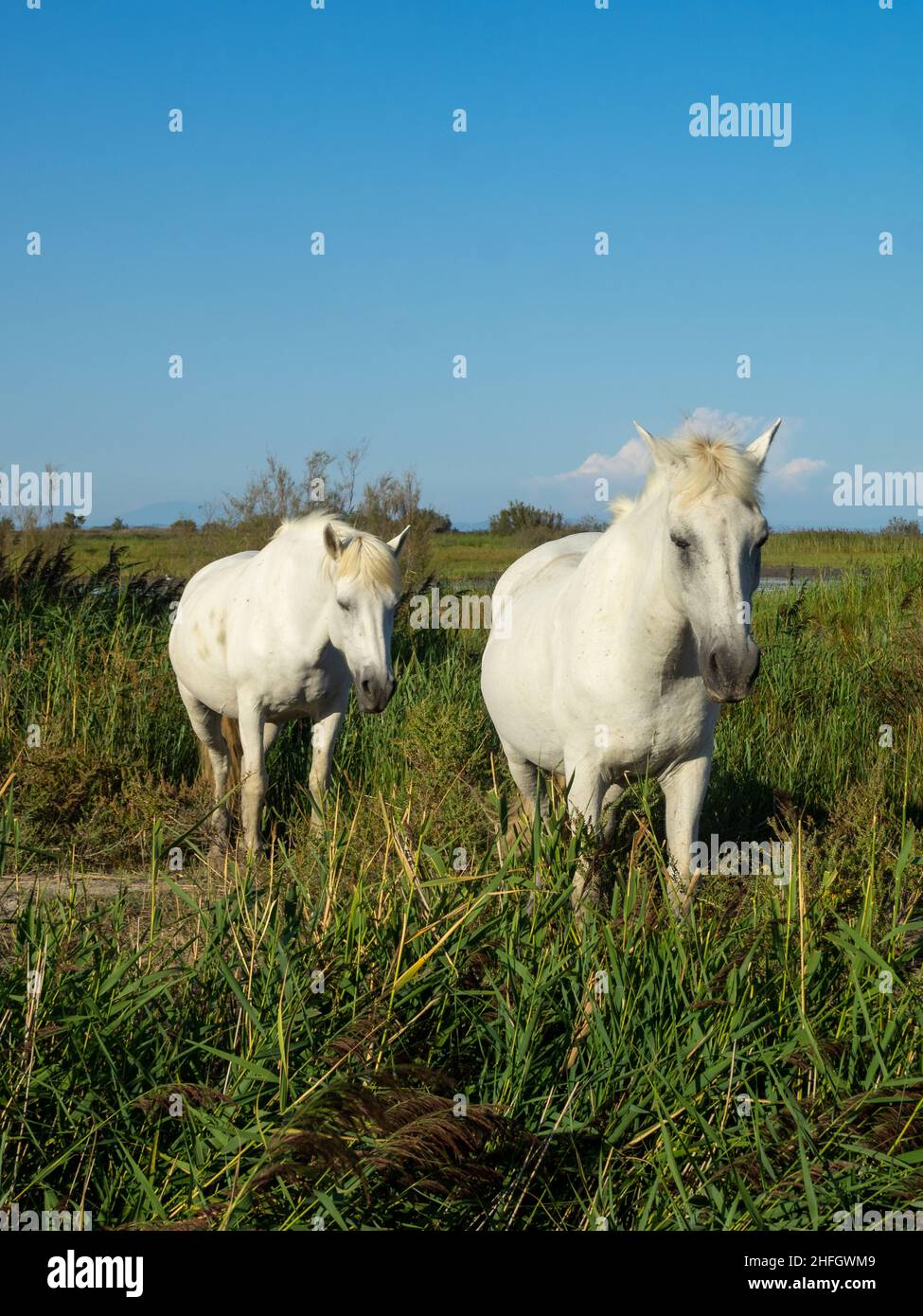Weißes Camargue-Pferd Stockfoto