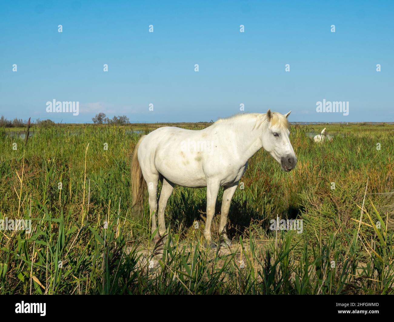 Weißes Camargue-Pferd Stockfoto