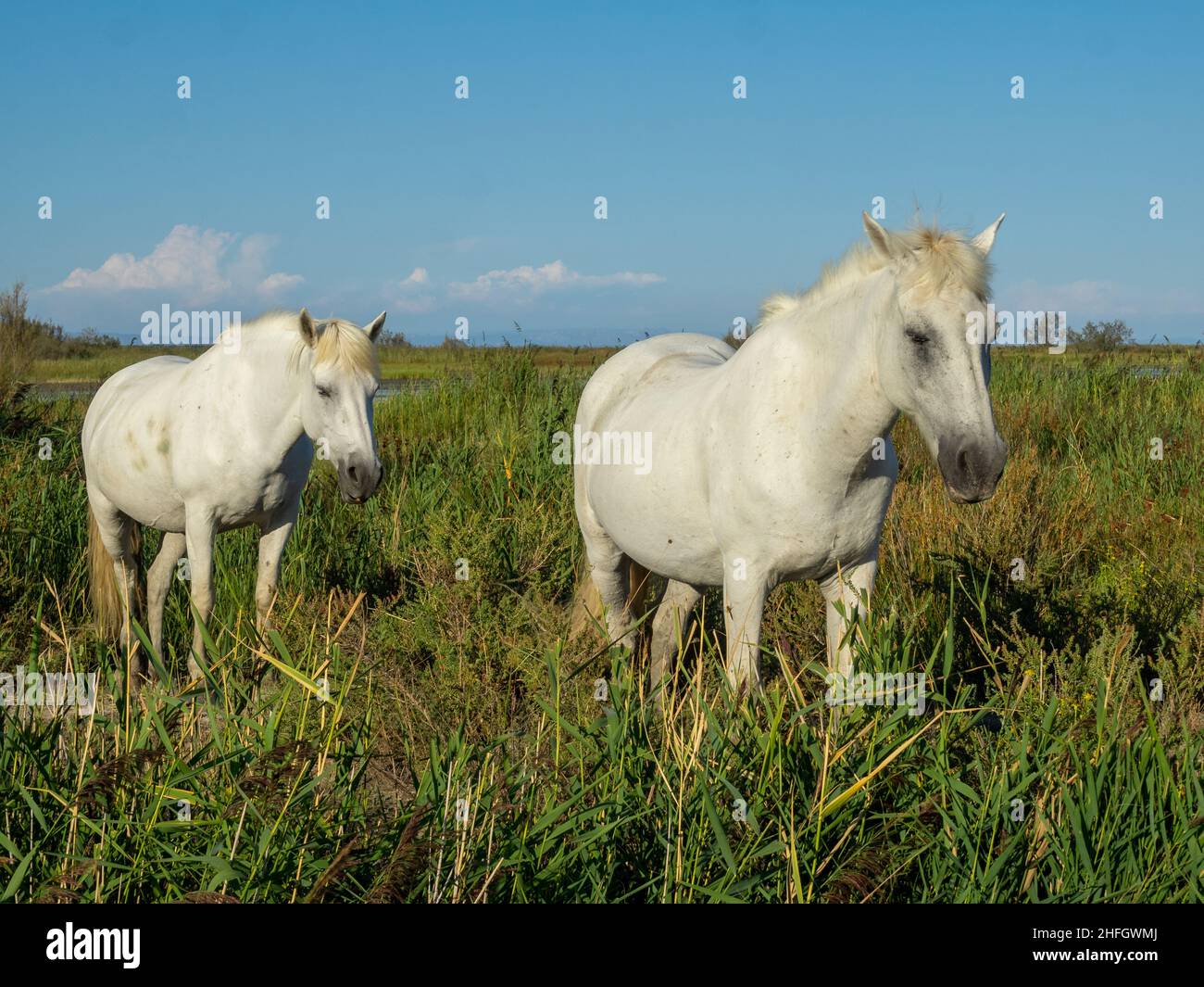 Weißen Camargue-Pferde Stockfoto