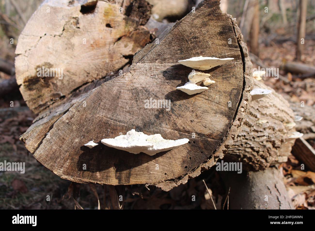 Weiße Bracket-Pilze am Rand eines Cut-Log Stockfoto