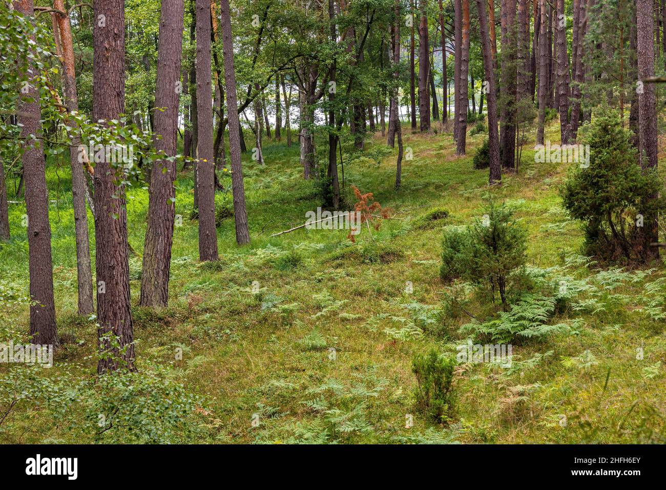 Bory Tucholskie Nadelwald Waldlandschaft mit Plesno-See und sumpfigem Unterholz in der Nähe von Chojnice in Pommern in Polen Stockfoto