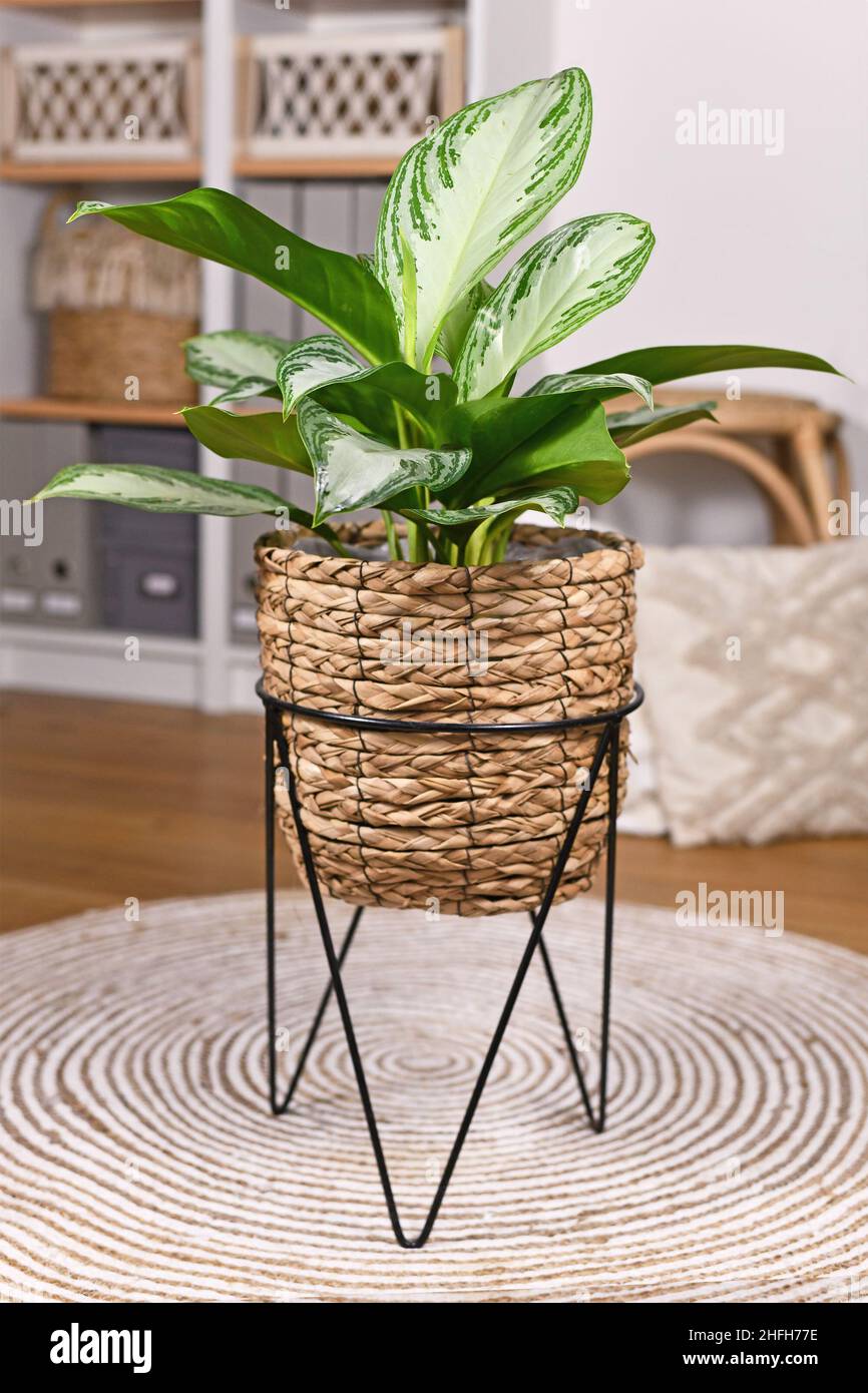 Tropische 'Aglaonema Silver Bay'-Zimmerpflanze mit silbernem Muster im Korbtopf im Wohnzimmer im Boho-Stil Stockfoto