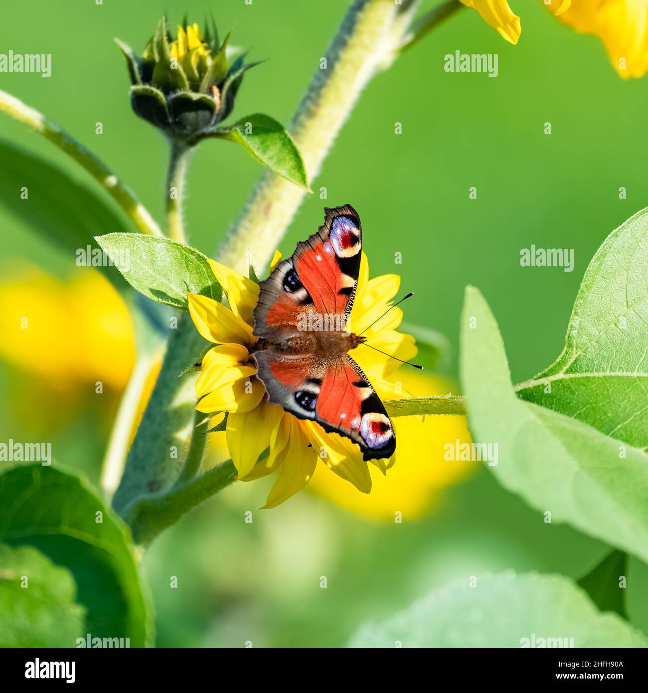 Pfauenschmetterling, Inachis io, buntes Insekt auf einer gelben Blume Stockfoto