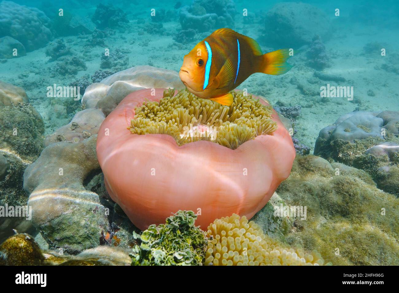 Anemonefisch mit Seeanemone im Ozean (Amphiprion chrysopterus und Heteractis magnifica), Südpazifik, Französisch-Polynesien Stockfoto