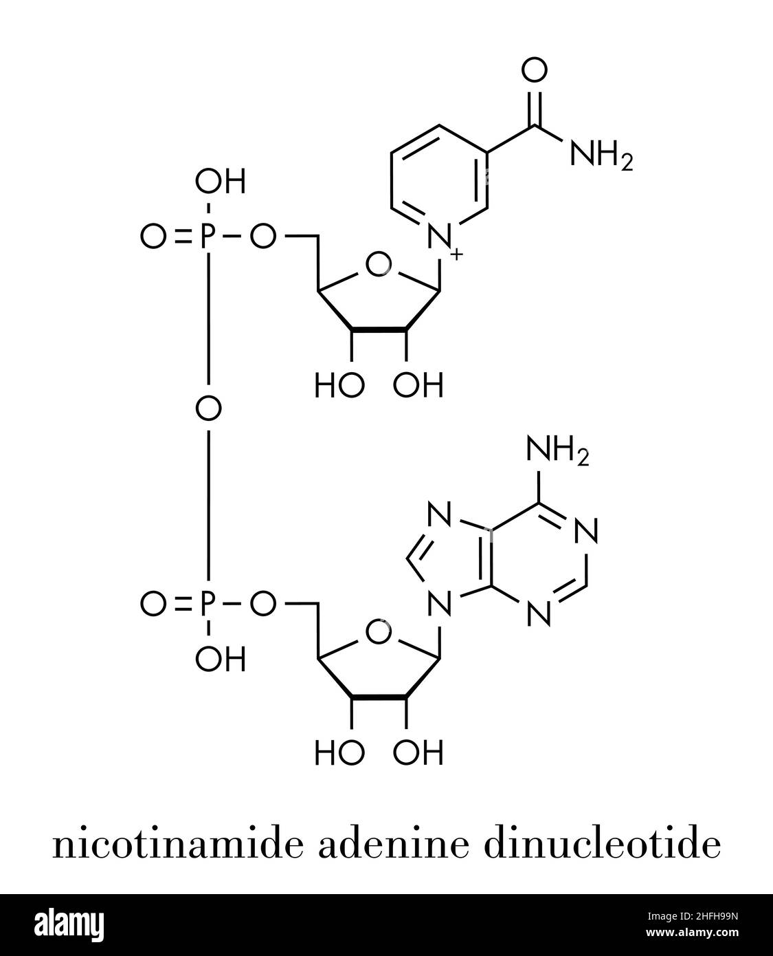 Nicotinamid-adenin-dinucleotid (NAD + ) Coenzym Molekül. Wichtige Coenzym in viele Redoxreaktionen. Skelettmuskulatur Formel. Stock Vektor