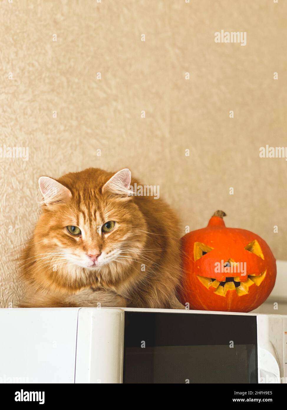 Porträt einer schönen rothaarigen Hauskatze, die auf einer Mikrowelle neben einem fröhlichen Halloween-Kürbis sitzt Stockfoto