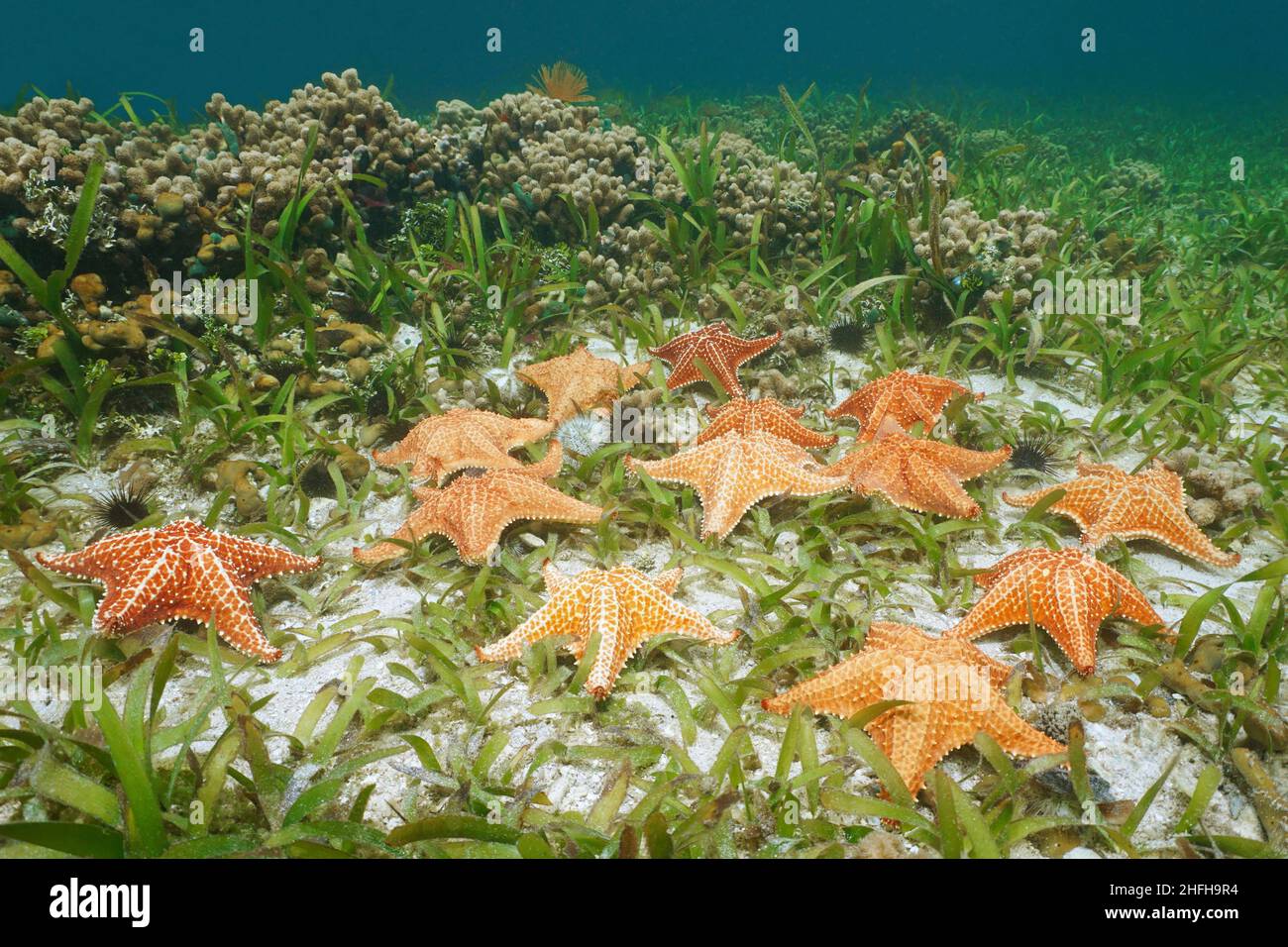 Mehrere Seesterne unter Wasser im Meer (Cushion Sea Star, Oreaster reticulatus) mit Seegras und Korallen, Karibisches Meer Stockfoto