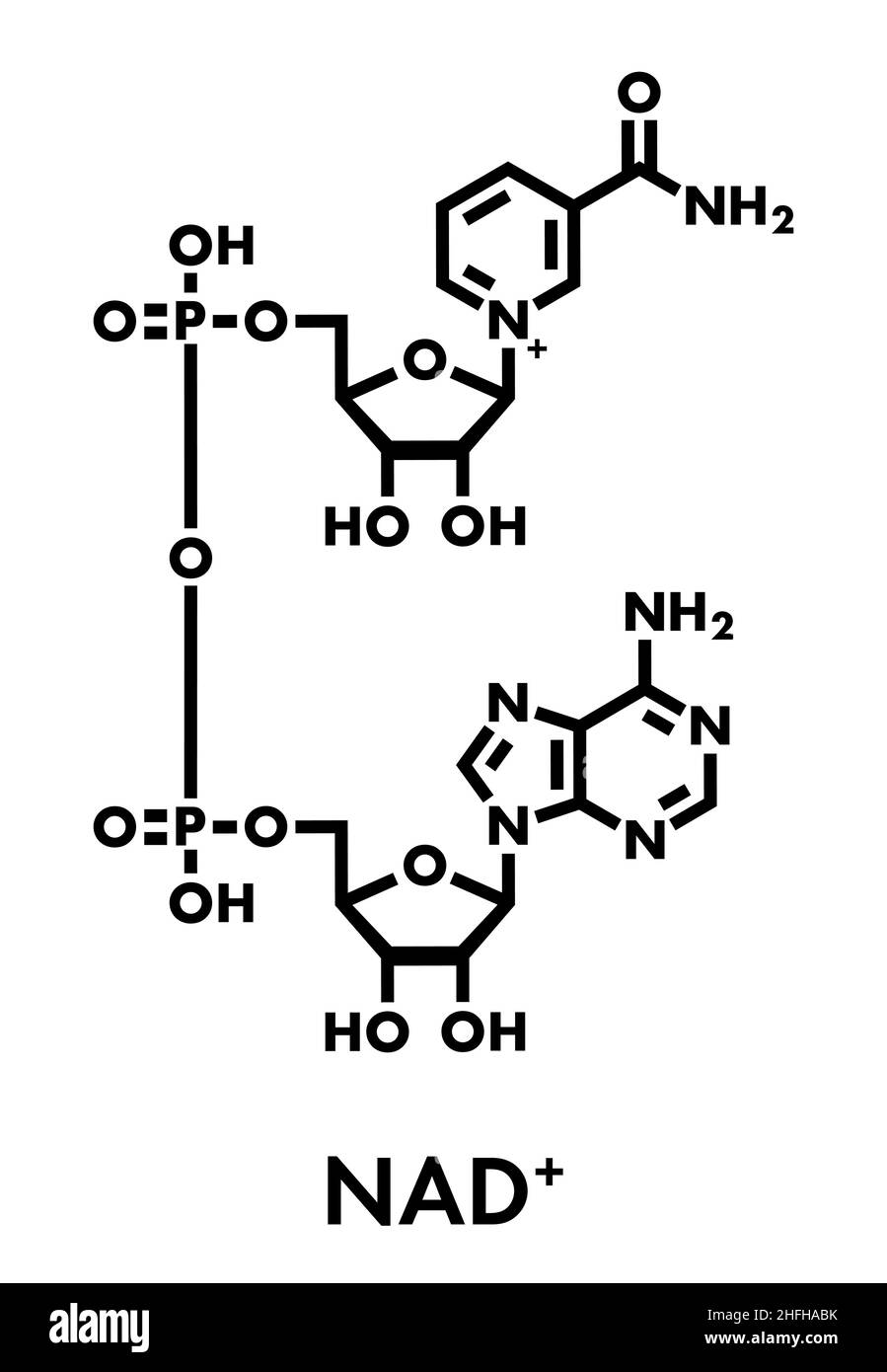 Nicotinamid-adenin-dinucleotid (NAD + ) Coenzym Molekül. Wichtige Coenzym in viele Redoxreaktionen. Skelettmuskulatur Formel. Stock Vektor