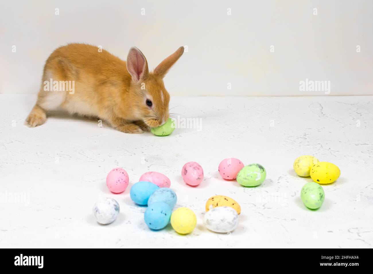 Rothaariger Hase mit bunten Ostereiern auf weißem Hintergrund. Platz für eine Inschrift. Stockfoto