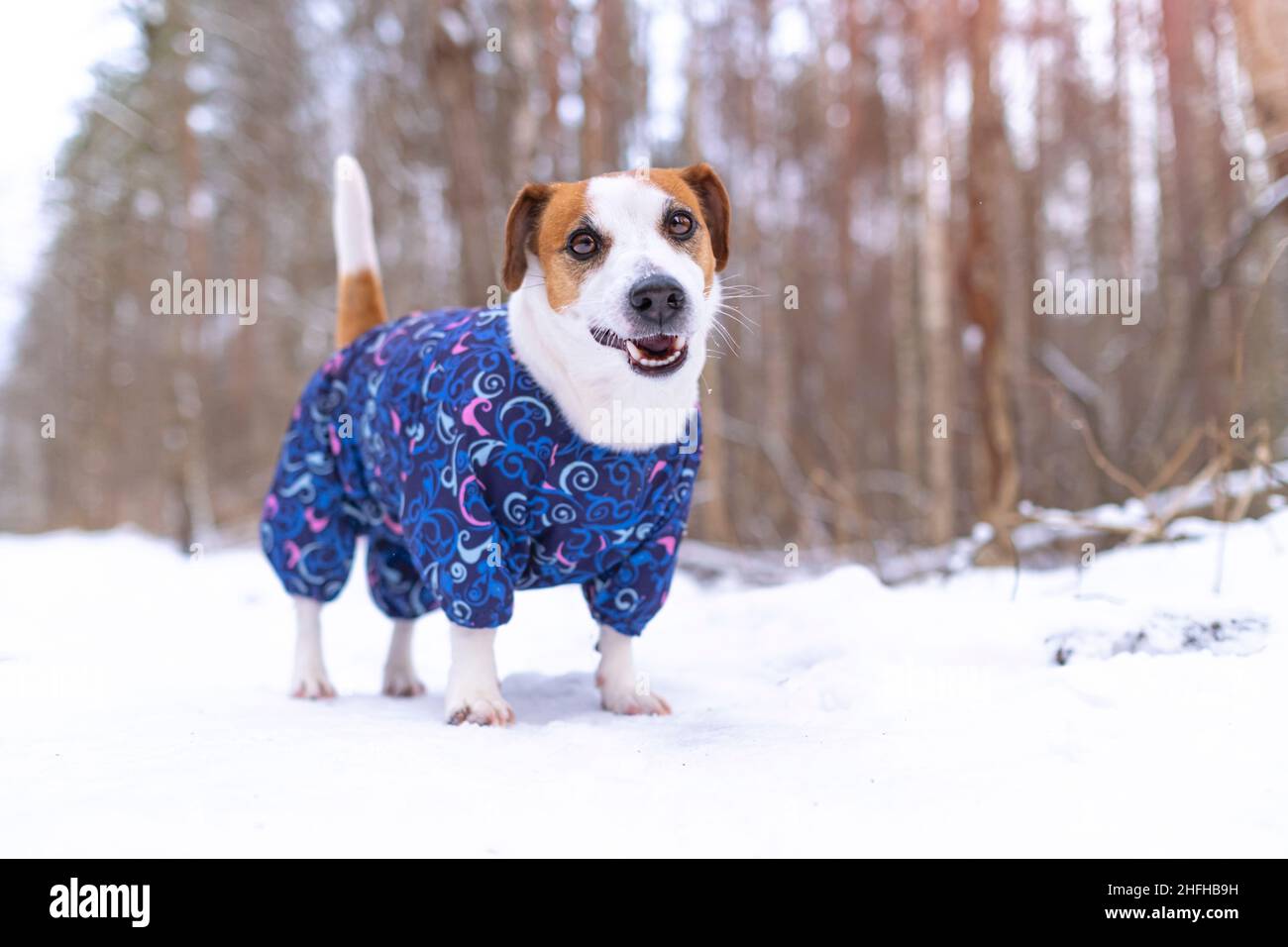 Ein Jack russell Terrier Hund in blauen Overalls steht und schaut und lächelt auf die Kamera in einem verschneiten Park auf einem Spaziergang. Porträt eines lustigen Hundes gekleidet Stockfoto