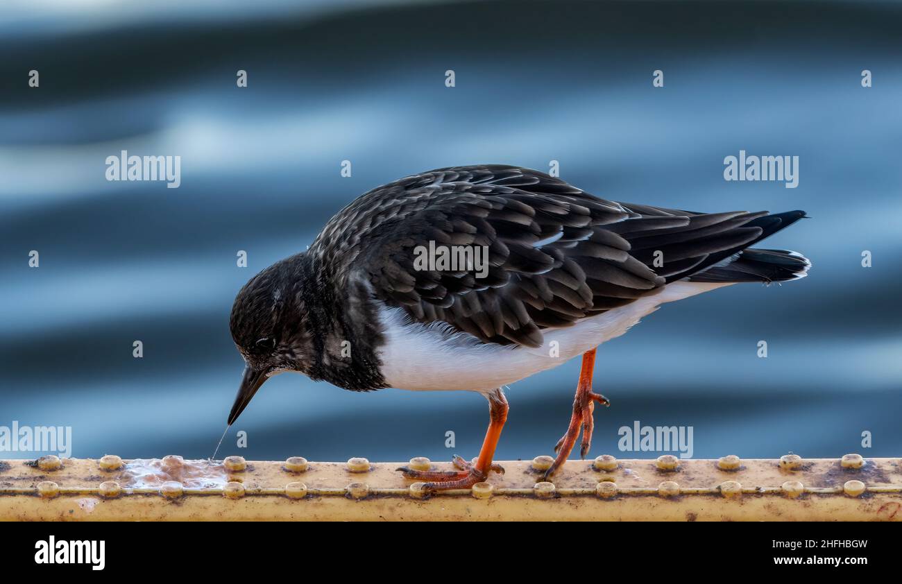 Turnstone (Arenaria interpres) an der Hafenmauer in Amble, Northumberland, Großbritannien Stockfoto