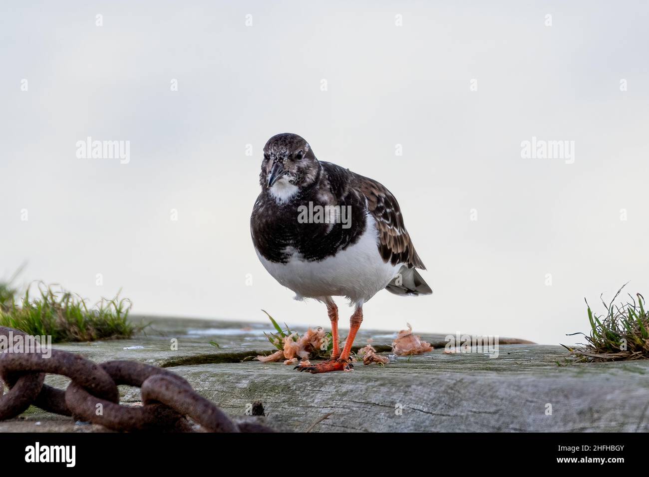 Turnstone (Arenaria interpres) an der Hafenmauer in Amble, Northumberland, Großbritannien Stockfoto