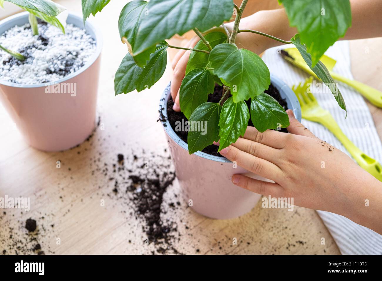 Prozess der Pflanzung Hibiskus Zimmerpflanze in rosa Kunststofftopf