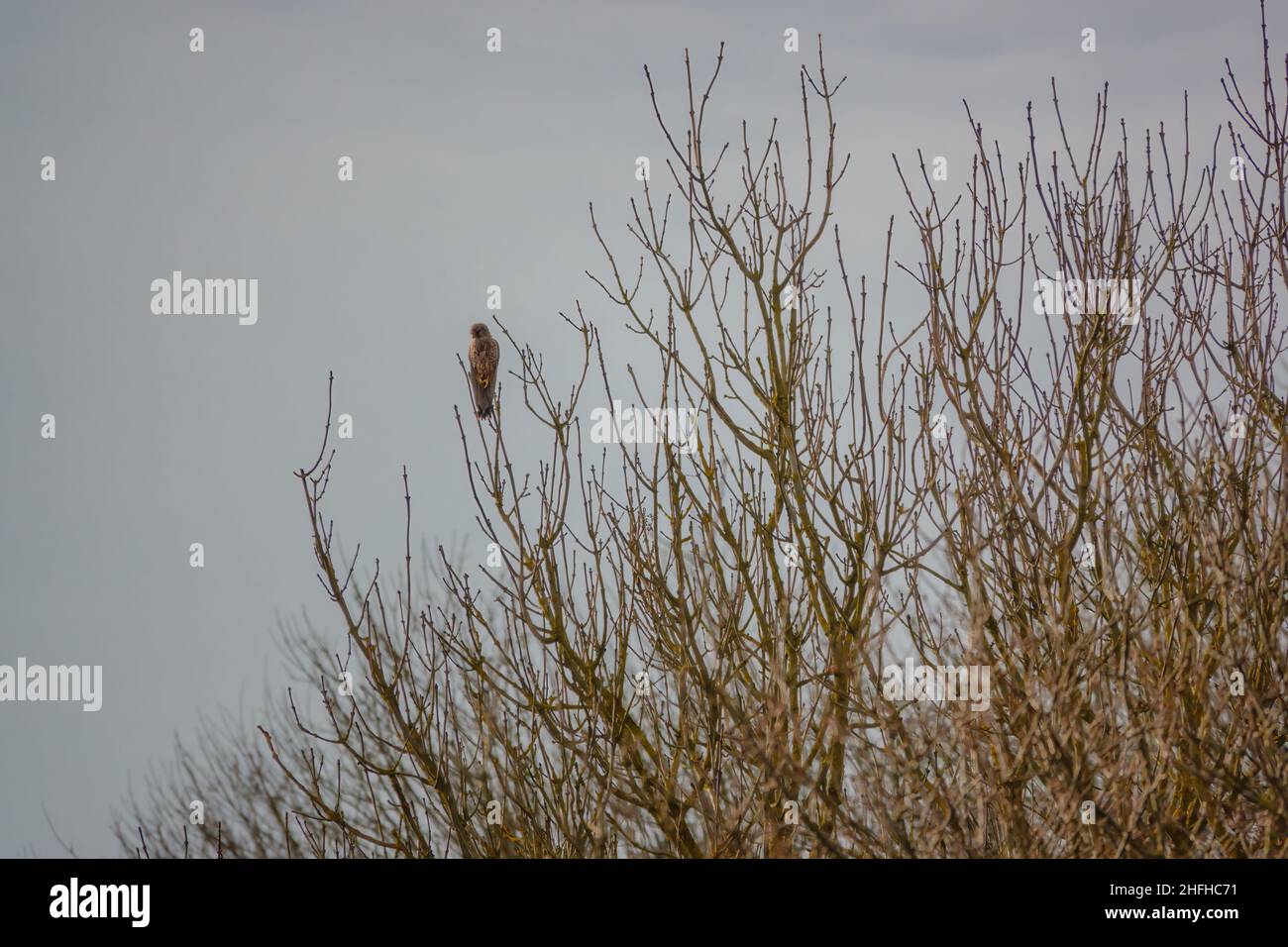 Wilder, erwachsener Turmfalken (Falco tinnunculus), Greifvögel, der von einem hohen Baumwipfel herabblickt Stockfoto