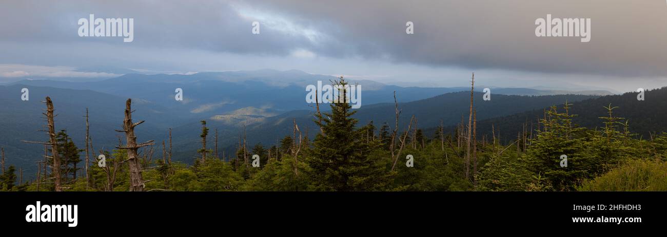 Sich verändernde Umwelt am Clingmans Dome im Great Smoky Mountains National Park Stockfoto