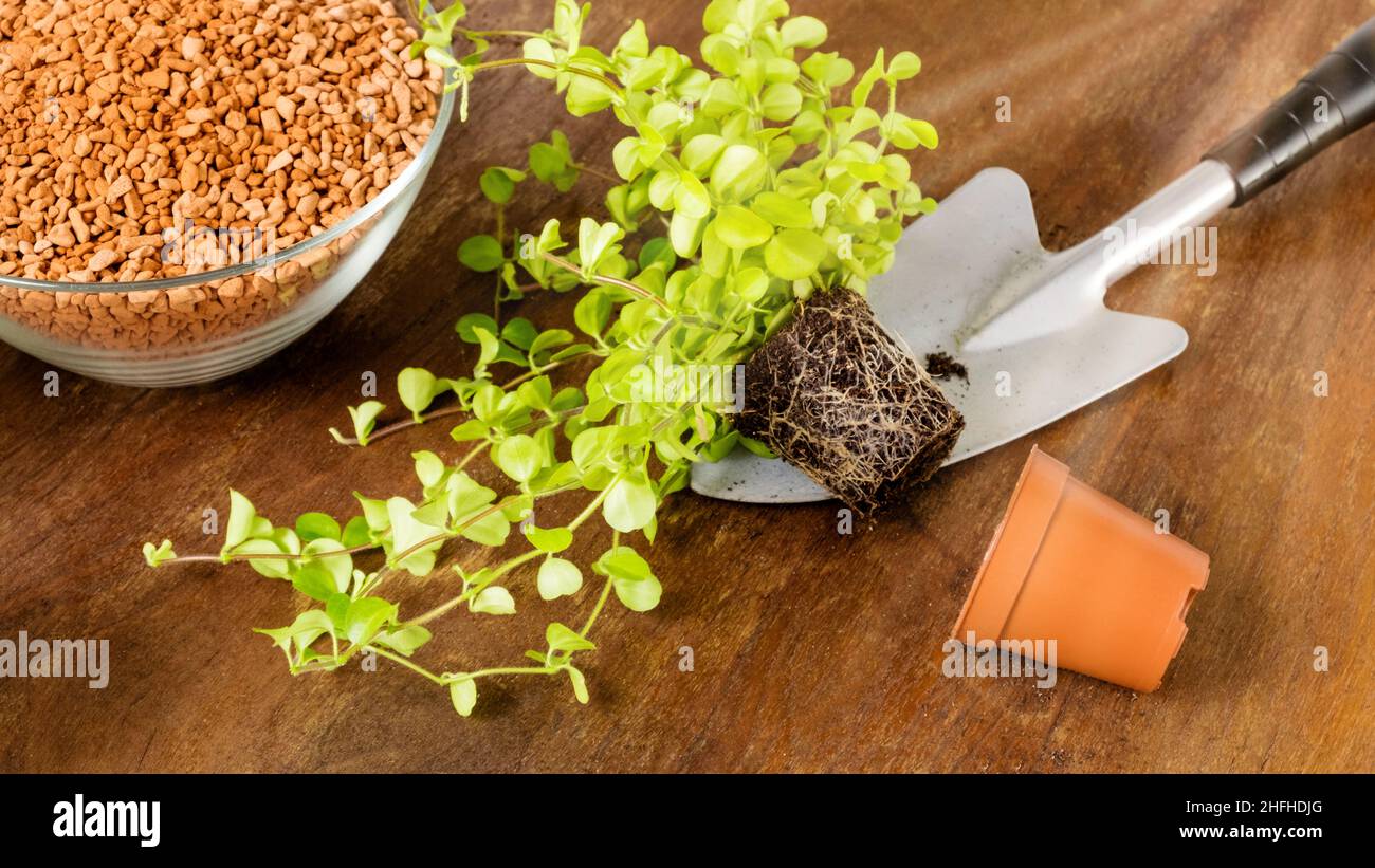 Peperomia Pflanze mit Wurzeln und kleinen Blättern auf Schaufel auf Holztisch bereit für die Pflanzung in Topf. Boden und Drainage für die Umpflanzung. Gartenarbeit im Innenbereich Stockfoto