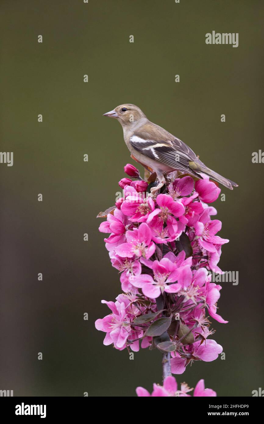 Gewöhnlicher Buchfink (Fringilla coelebs) erwachsenes Weibchen, das inmitten der Blüte thront Stockfoto