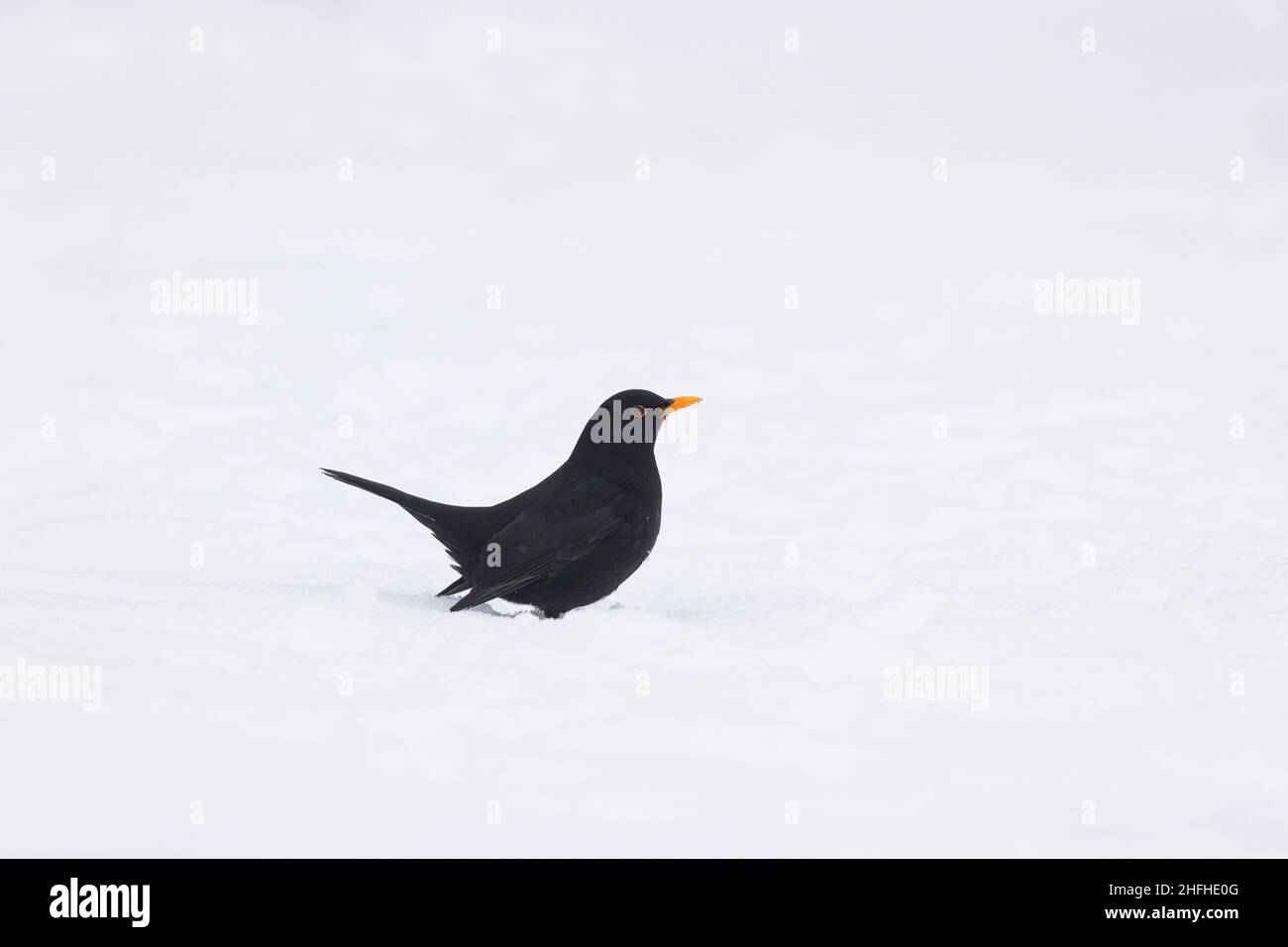 Amsel (Turdus merula) erwachsenes Männchen, das auf Schnee steht Stockfoto