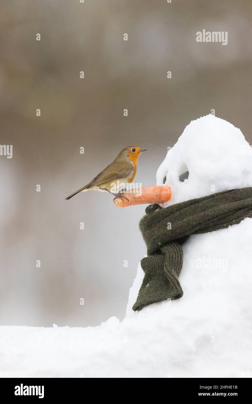 Europäischer Rotkehlchen (Erithacus rubecula), der auf Schneemann thront Stockfoto