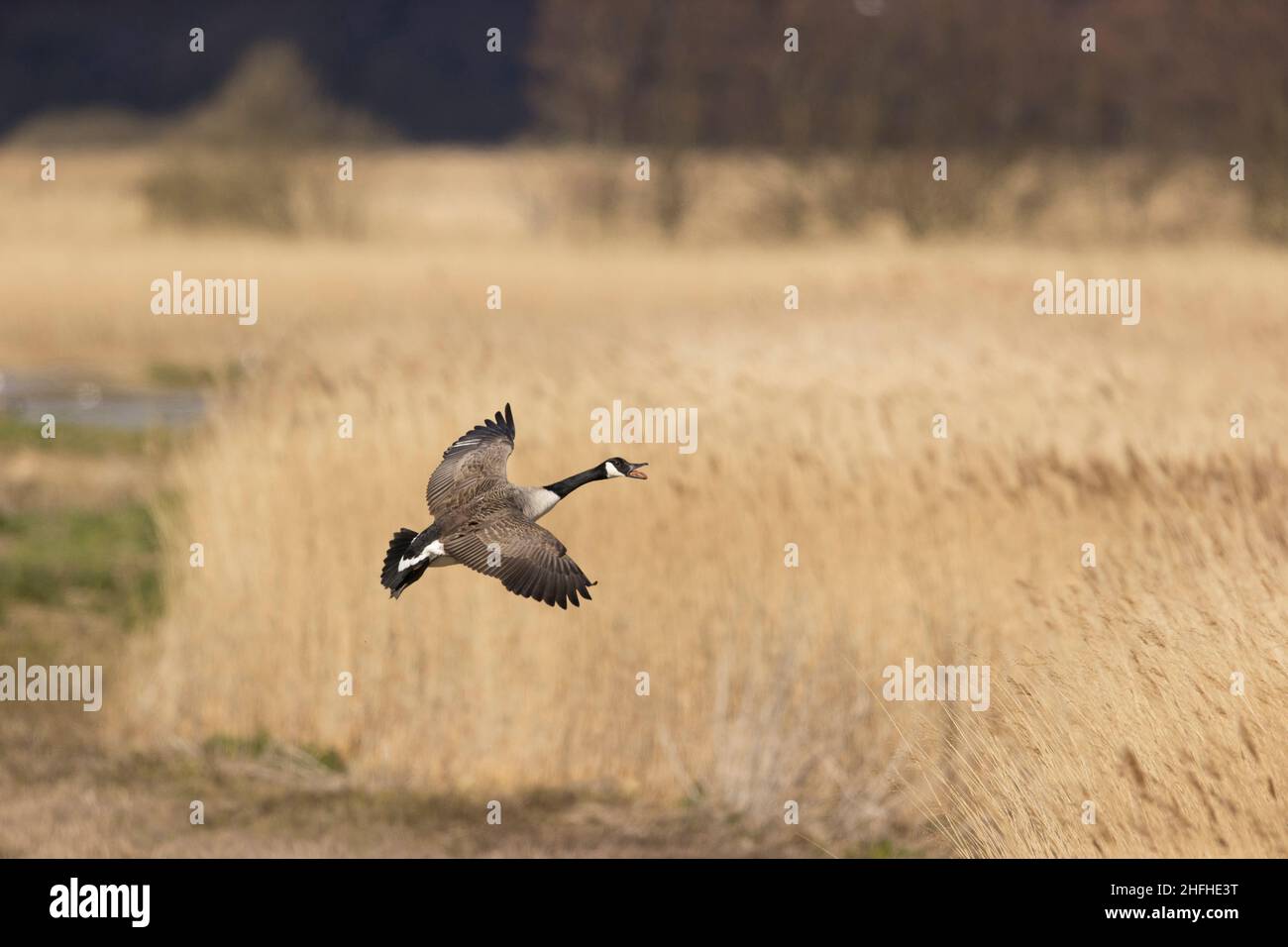Kanadagans (Branta canadensis), Erwachsener, der über dem Rückbett im Flug ruft Stockfoto