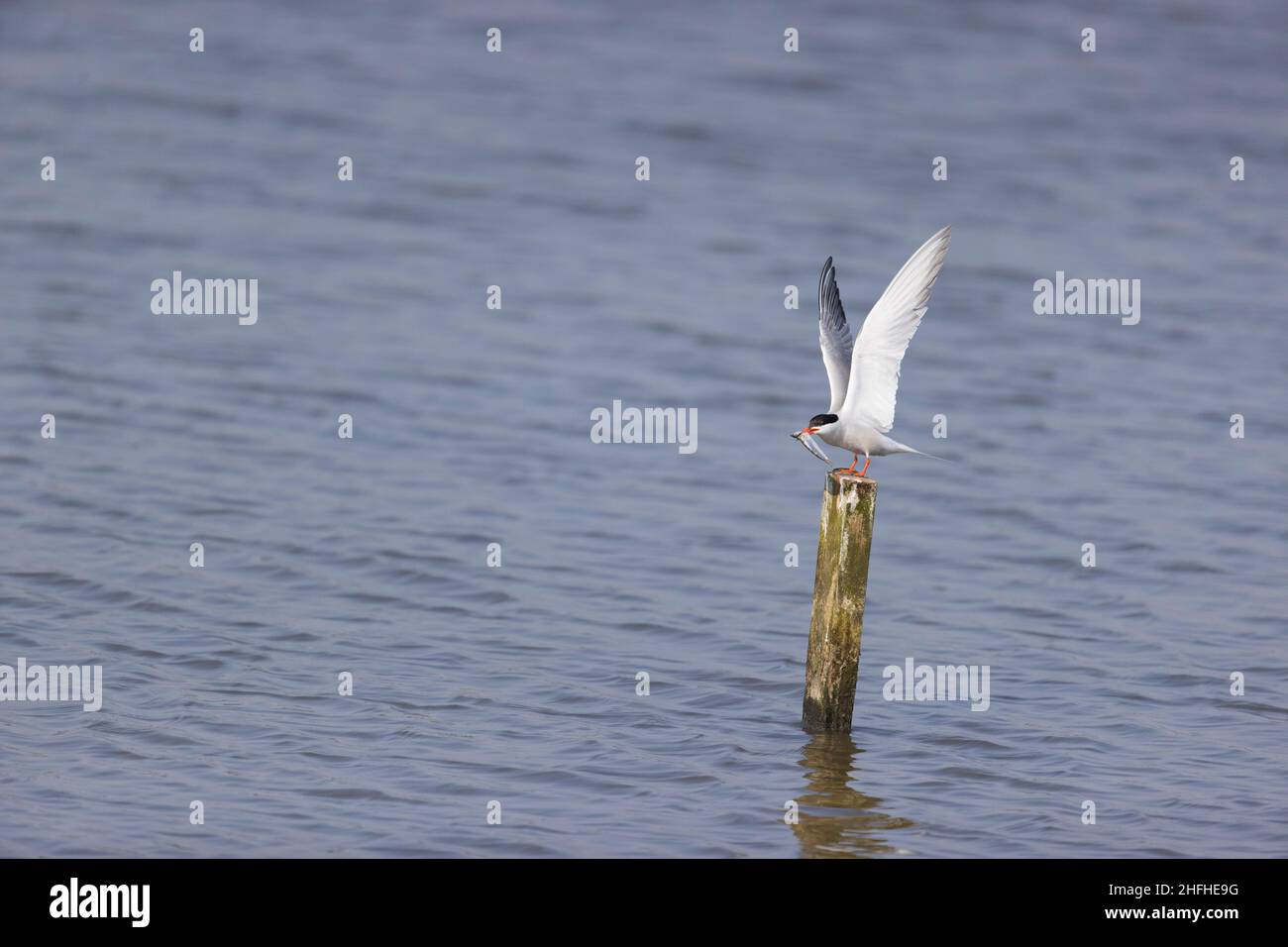 Gemeine Seeschwalbe (Sterna hirundo) im Sommer gewachsener Gefieder, der mit offenen Flügeln mit Fischen im Schnabel thront Stockfoto