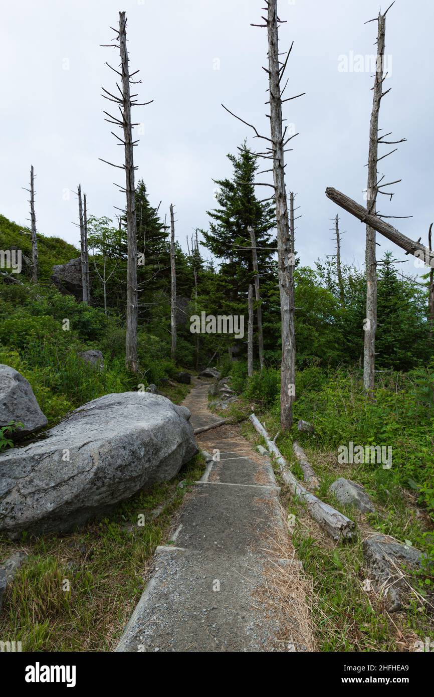 Sich verändernde Umwelt am Clingmans Dome im Great Smoky Mountains National Park Stockfoto