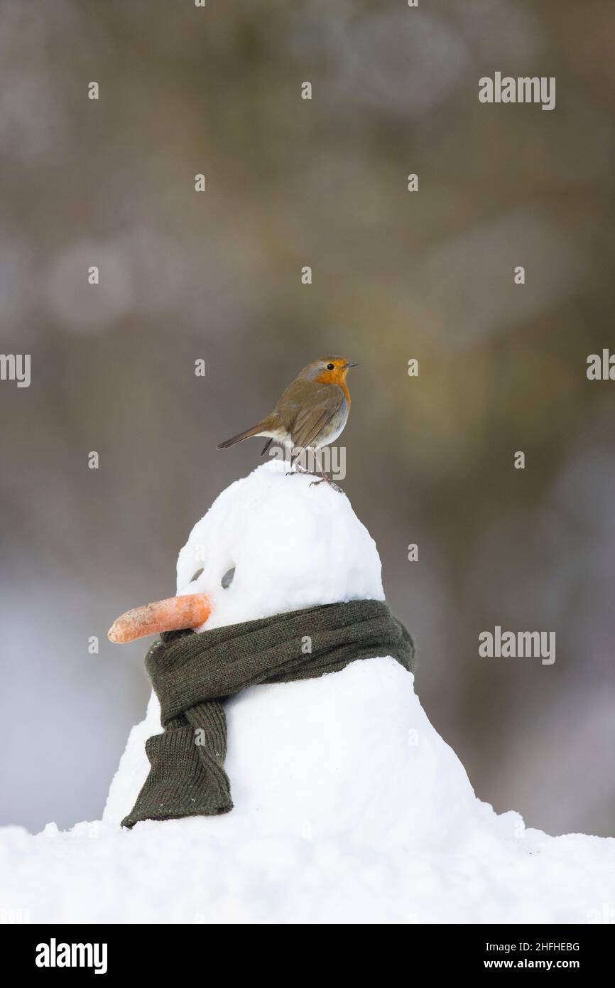 Europäischer Rotkehlchen (Erithacus rubecula), der auf Schneemann thront Stockfoto