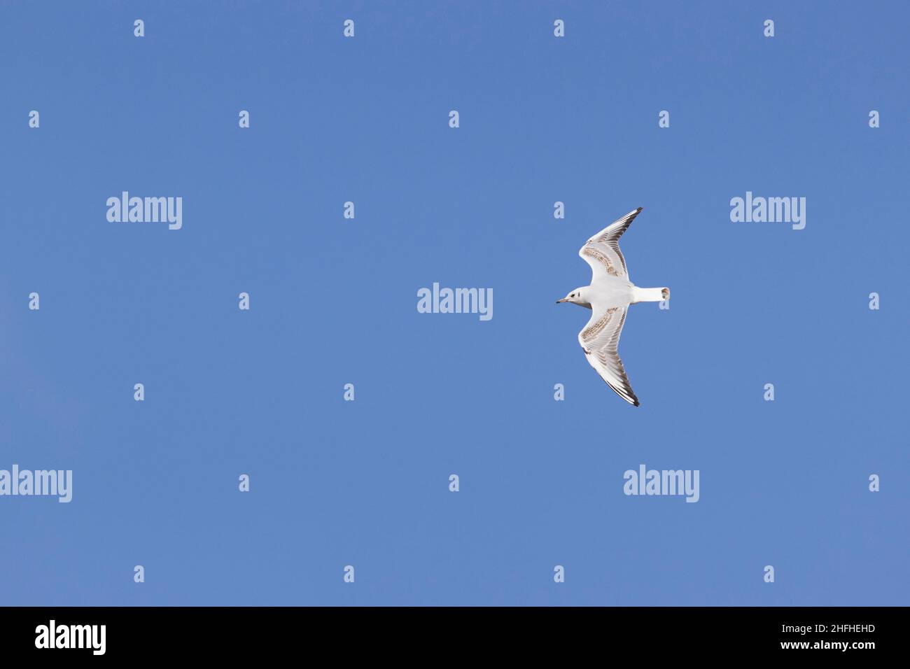 Schwarzkopfmöwe (Larus ridibundus) unreif, erstes Wintergefieder, fliegend Stockfoto