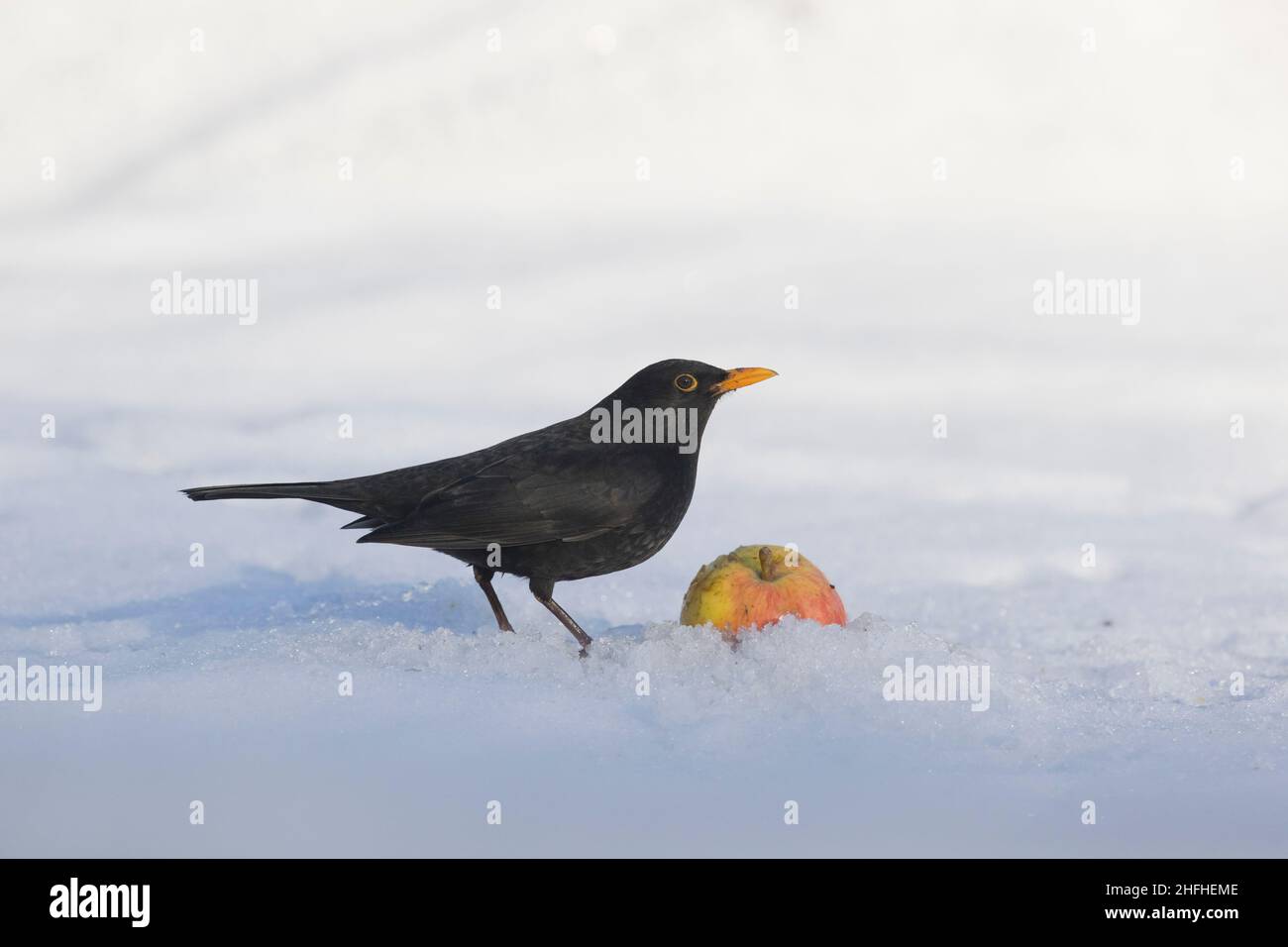 Amsel (Turdus merula) erwachsenes Männchen, das auf dem Schnee steht und sich am Apfel ernährt Stockfoto