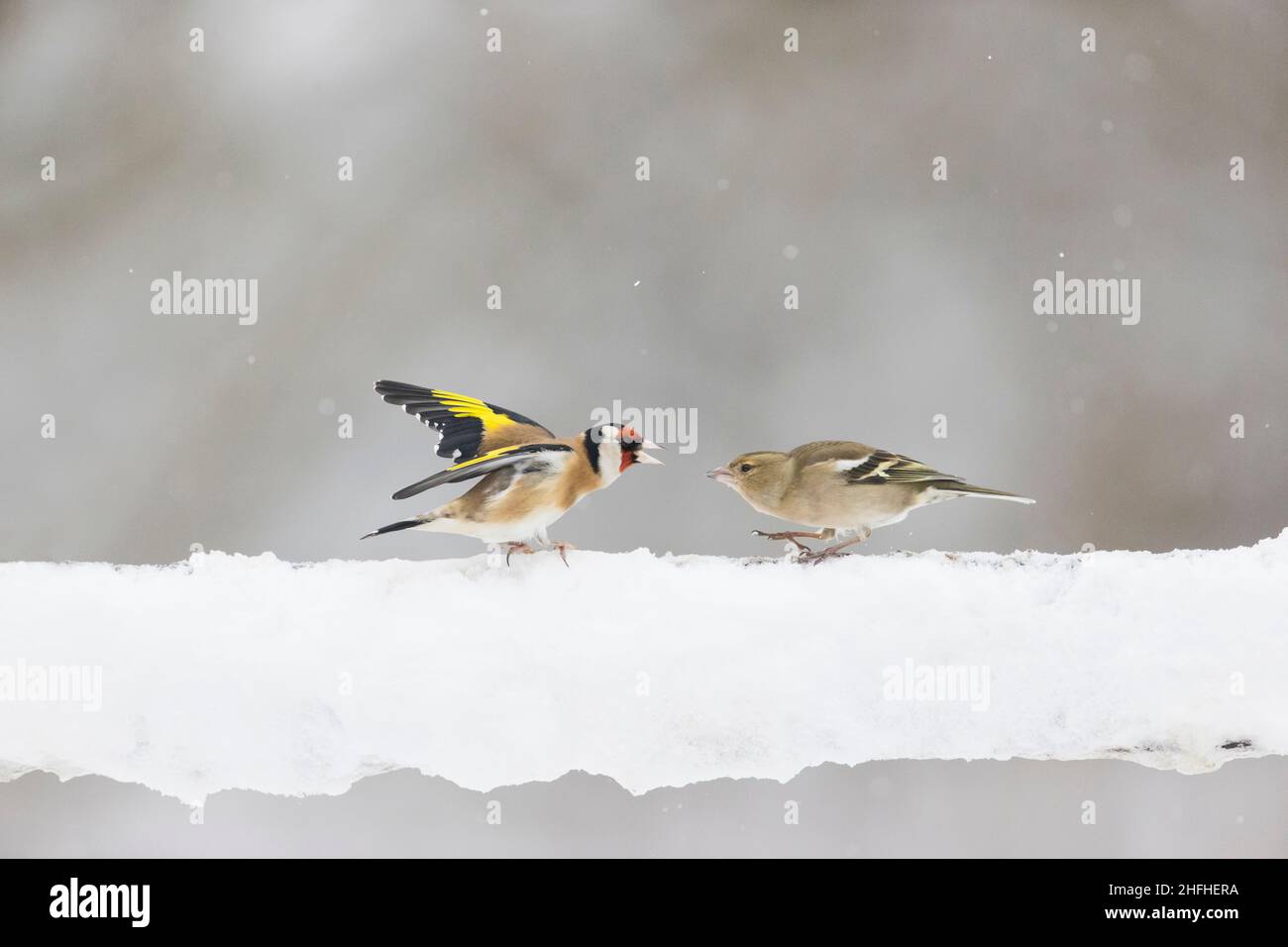 Europäischer Goldfink (Carduelis carduelis) Erwachsene und gewöhnlicher Buchfink (Fringilla coelebs) Erwachsene Weibchen kämpfen auf schneebedeckten Zaun Stockfoto