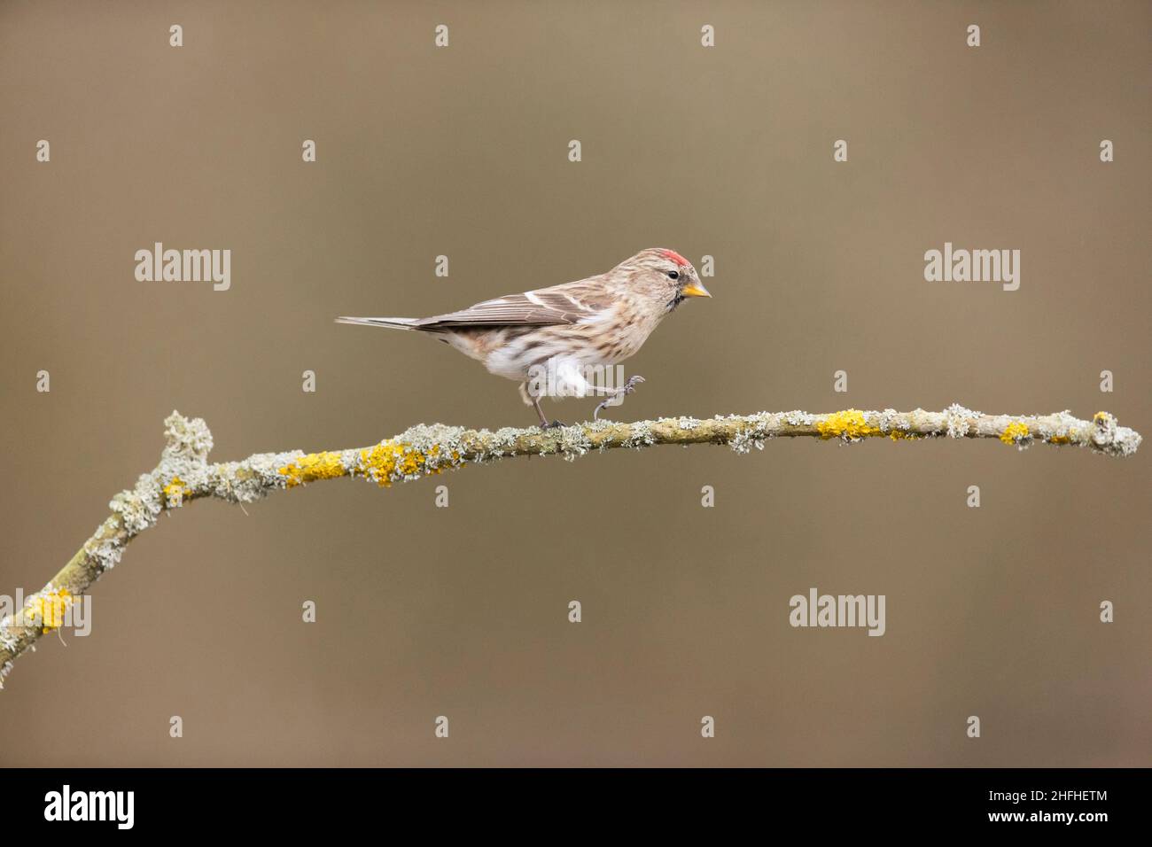 Kleine Rotkellchen (Carduelis Cabaret) Erwachsene weibliche zu Fuß auf Flechten bedeckt Zweig Stockfoto