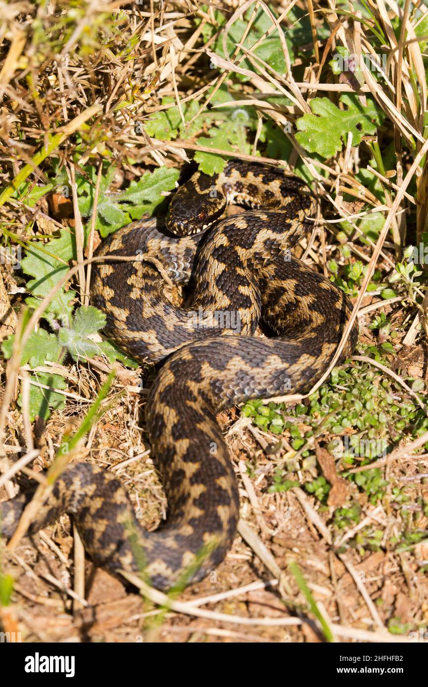 Europäische Adder (Vipera berus) adulter Mann, der sich sonnt Stockfoto