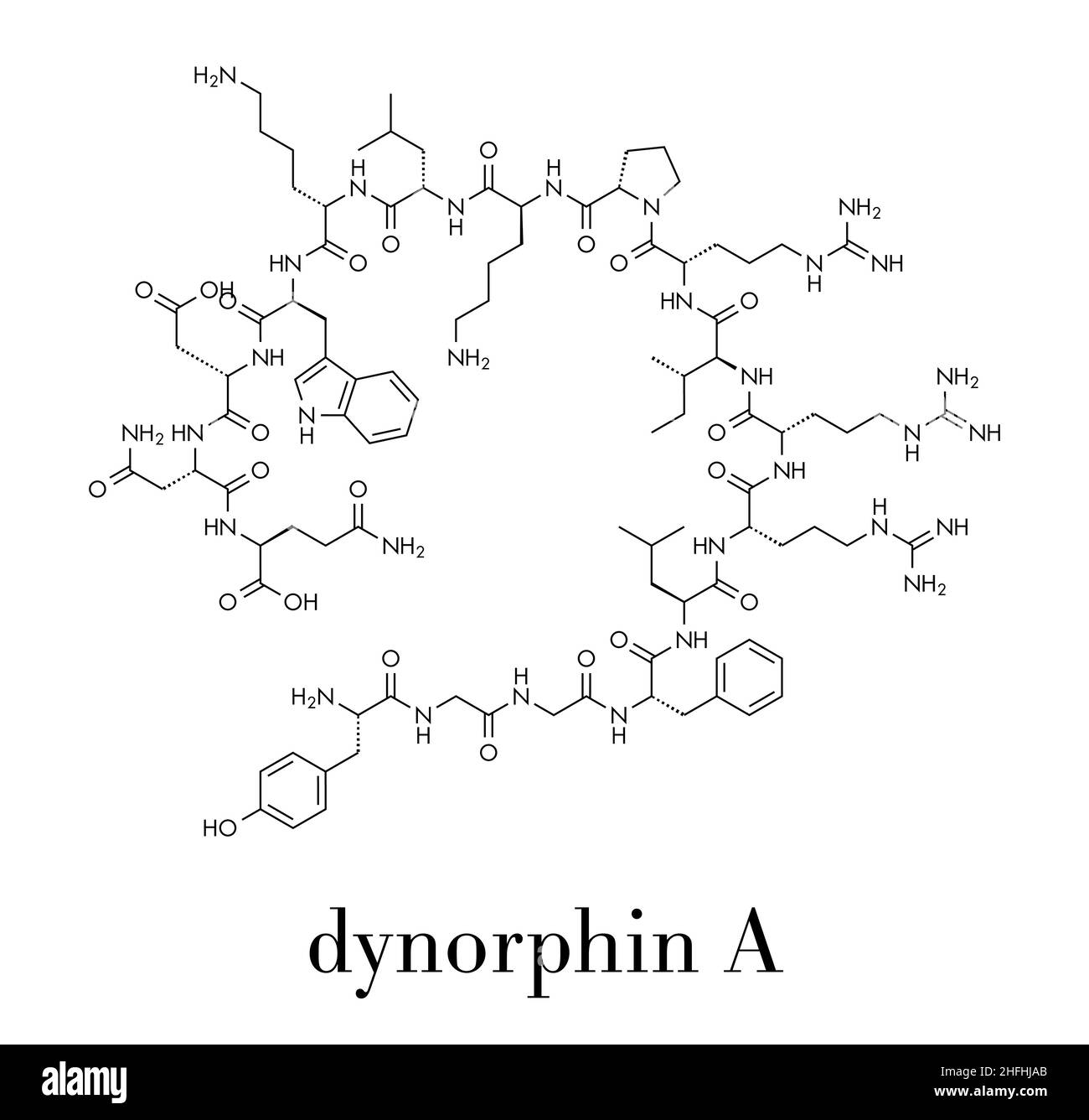 Dynorphin eine endogene Opioide Peptid Molekül. Skelettmuskulatur Formel. Stock Vektor