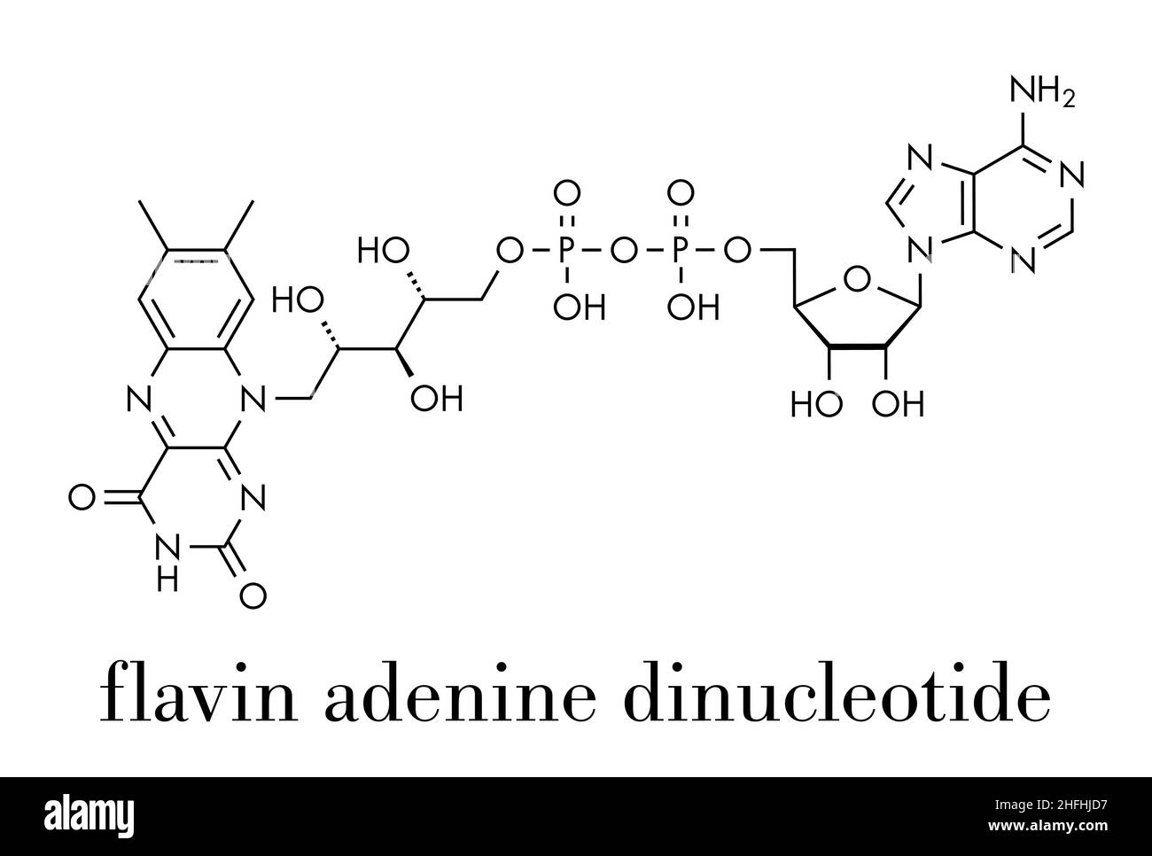 Flavin-adenin-dinucleotid (FAD) redox Coenzym Molekül. Skelettmuskulatur Formel. Stock Vektor